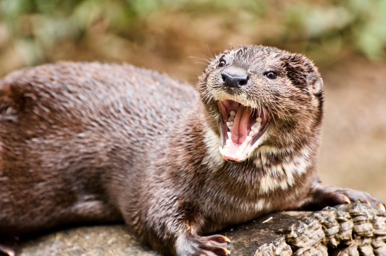 Diferencia entre SCREAM, YELL y SHOUT